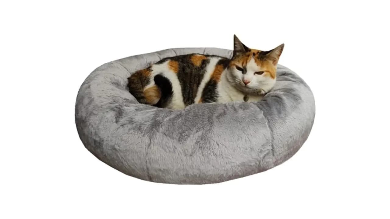 Qual Melhor Cama para Gatos: 10 Opções Testadas e Aprovadas