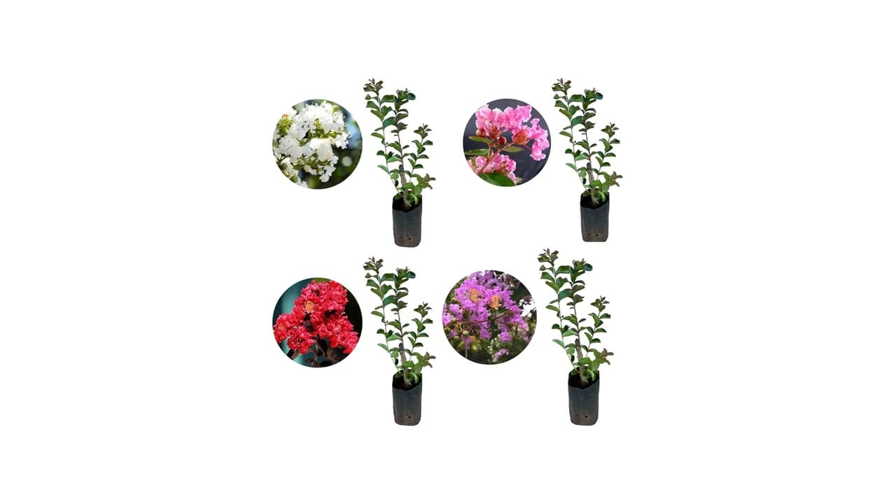 Qual a Melhor Muda de Plantas: 10 Opções Testadas para Cultivar em Casa