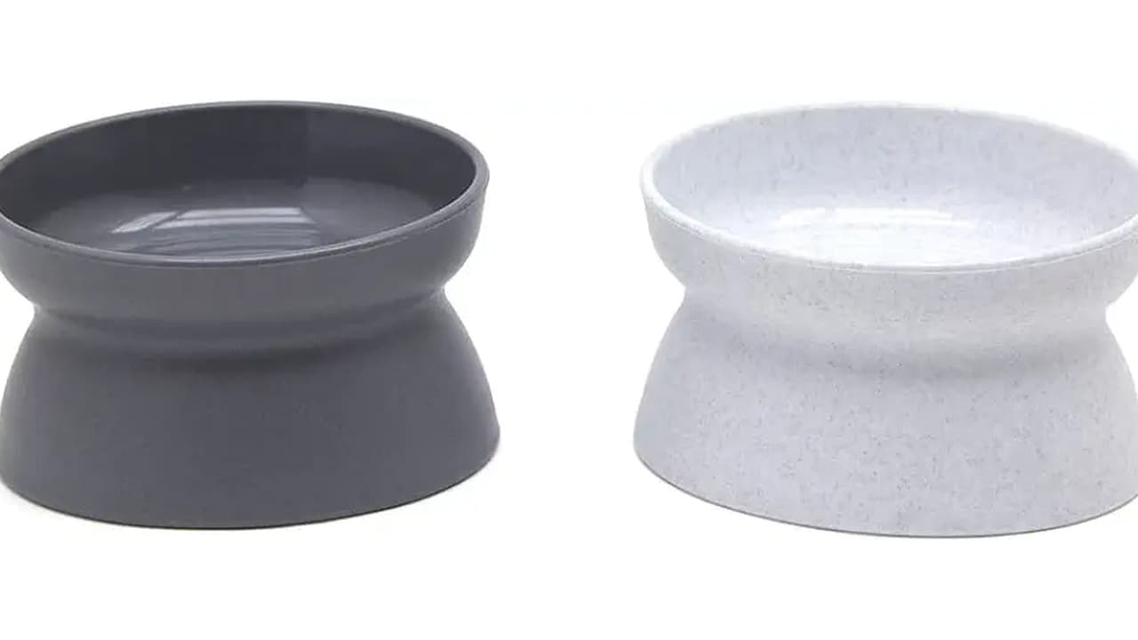 Qual Melhor Vasilha para Gatos: 10 Modelos Testados para Conforto e Higiene