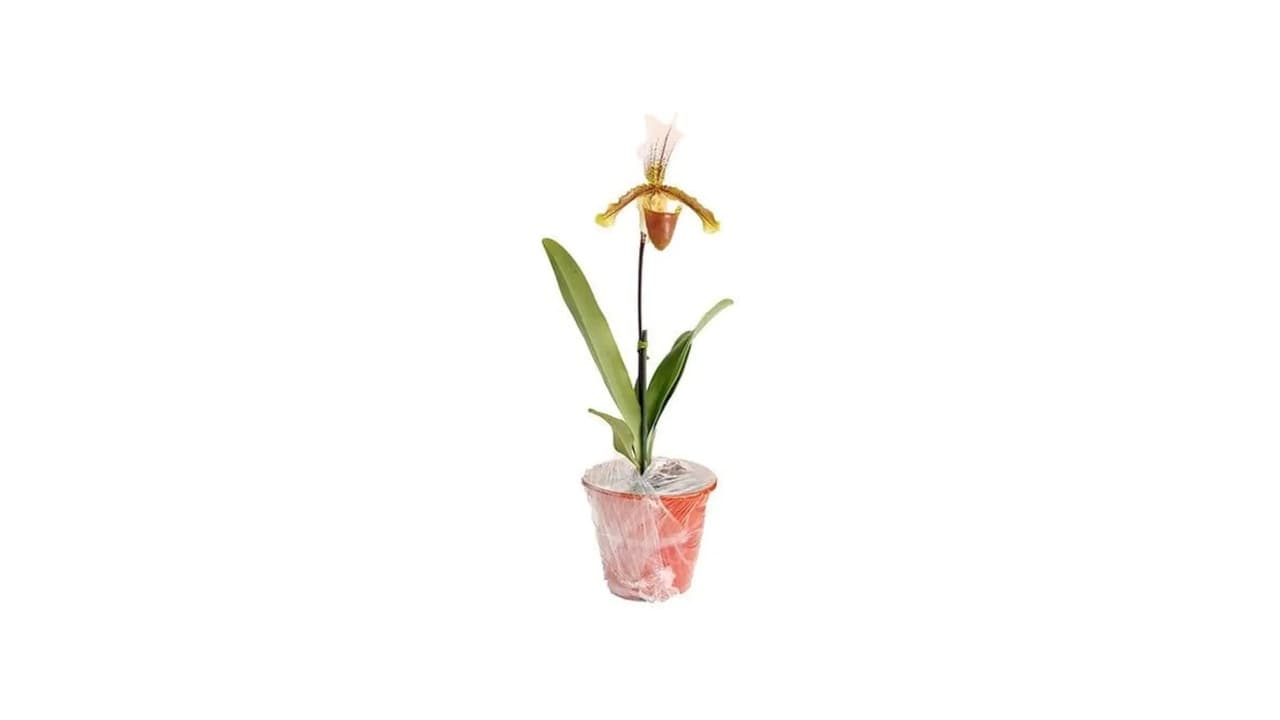 Qual o Melhor Vaso para Orquídea Sapatinho? 5 Opções com Drenagem Ideal