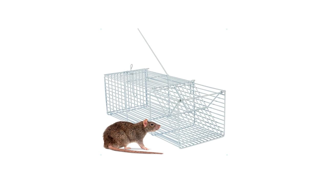 Qual Melhor Ratoeira para Roedores? 10 Opções Testadas e Aprovadas
