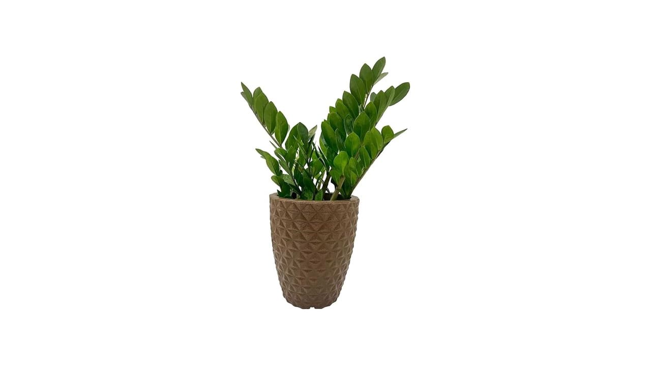Qual Melhor Vaso para Zamioculca? Confira 10 Modelos Decorativos e Funcionais